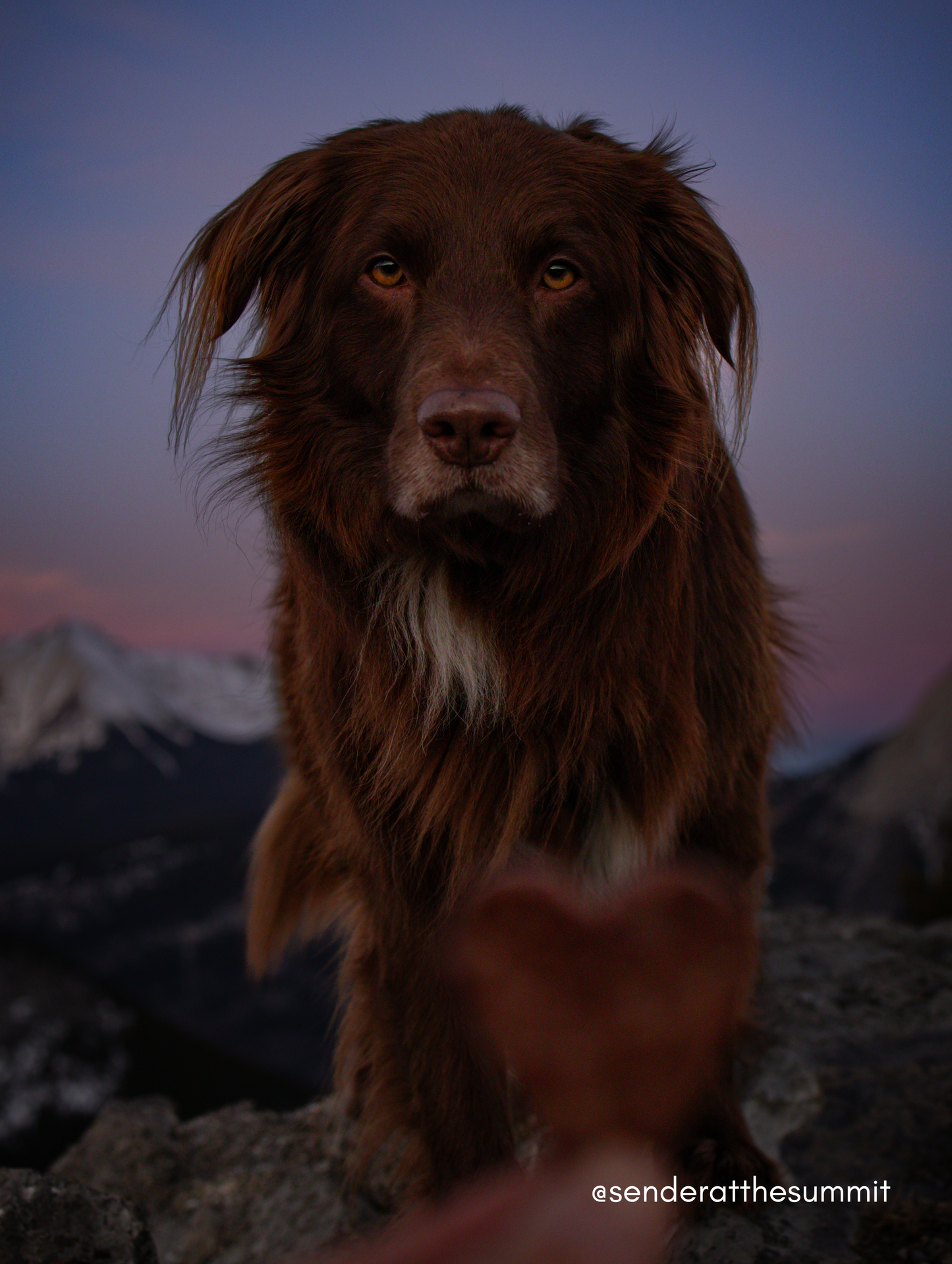 Biscuits au fromage aux baies d'élan lyophilisés