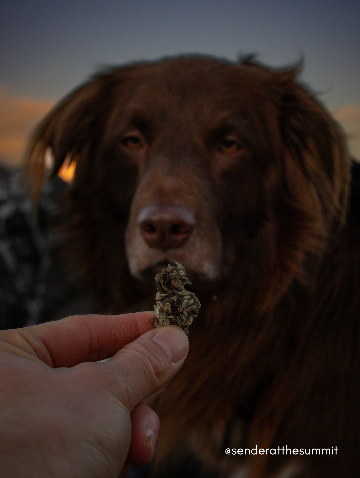 Freeze Dried Green Bison Tripe