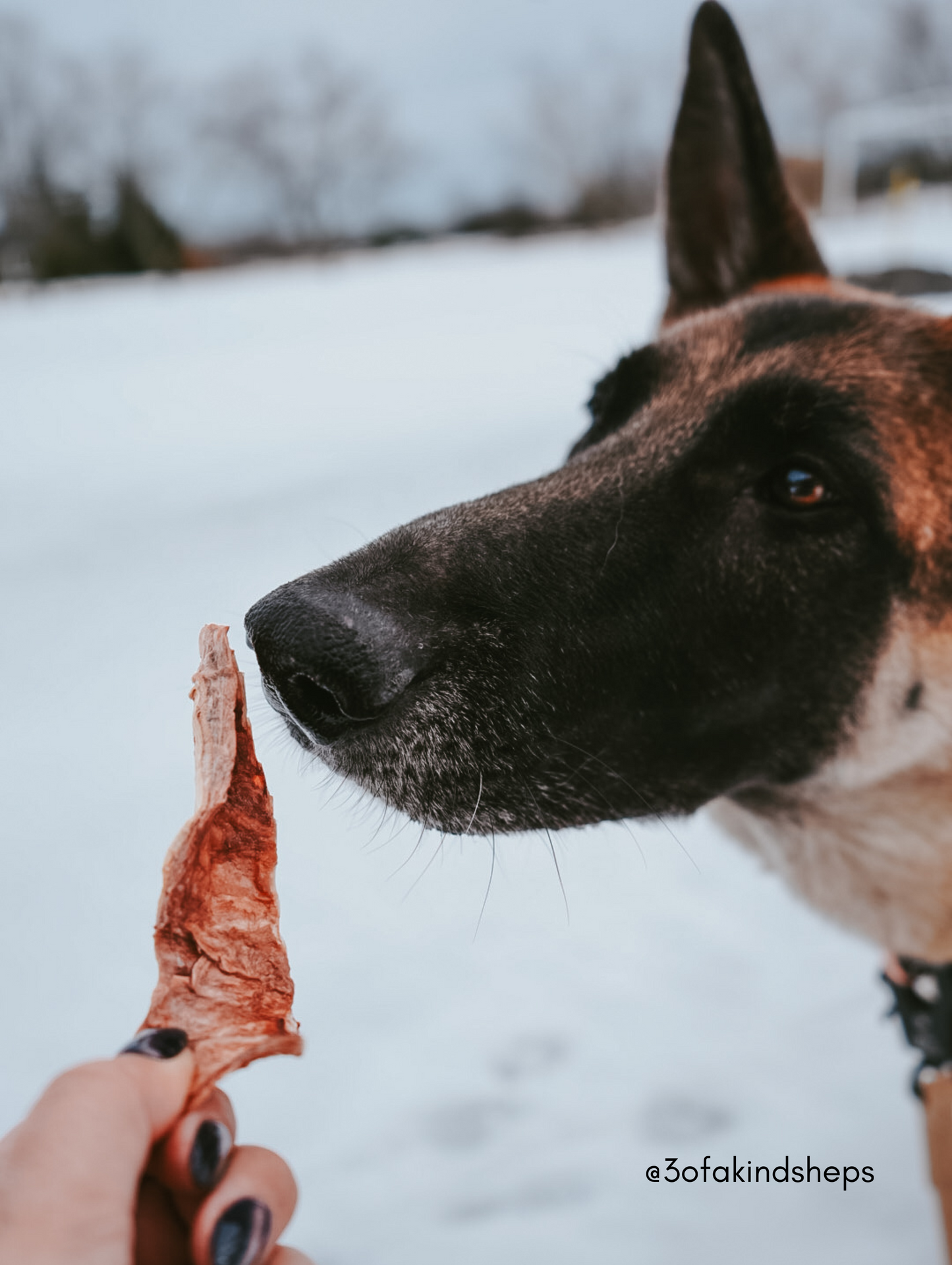 Freeze Dried Bison Trachea