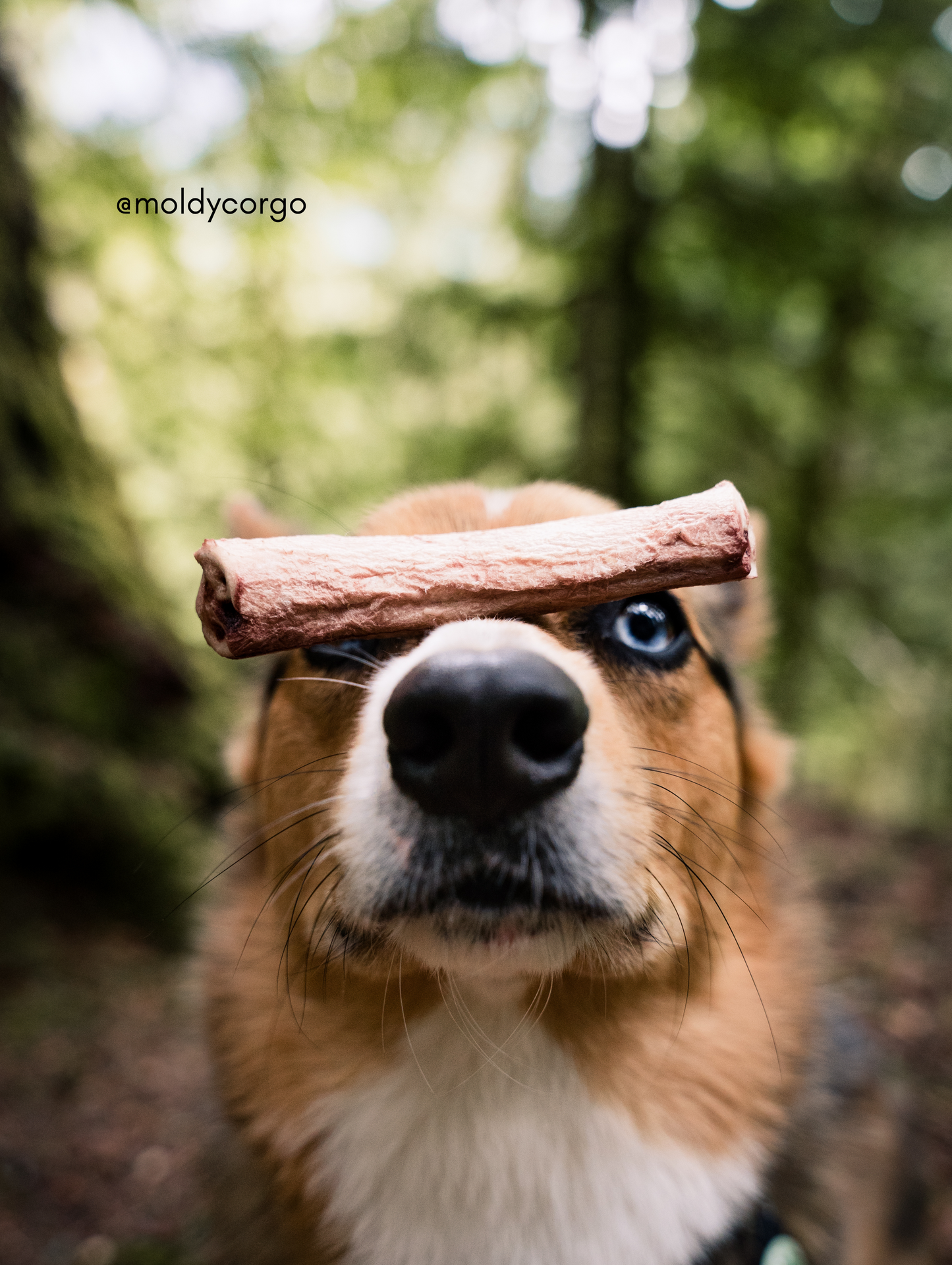 Freeze Dried Bison Pizzle