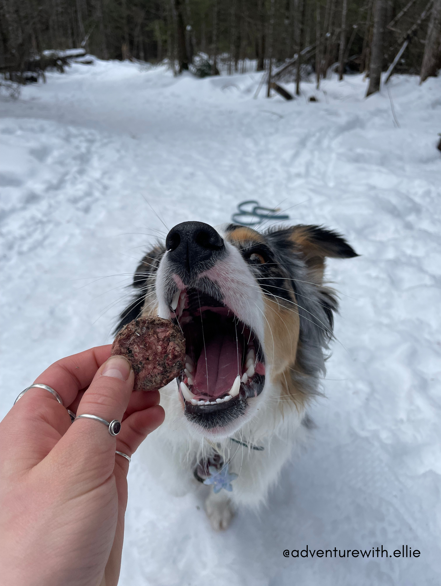 Freeze Dried Quail Medallions