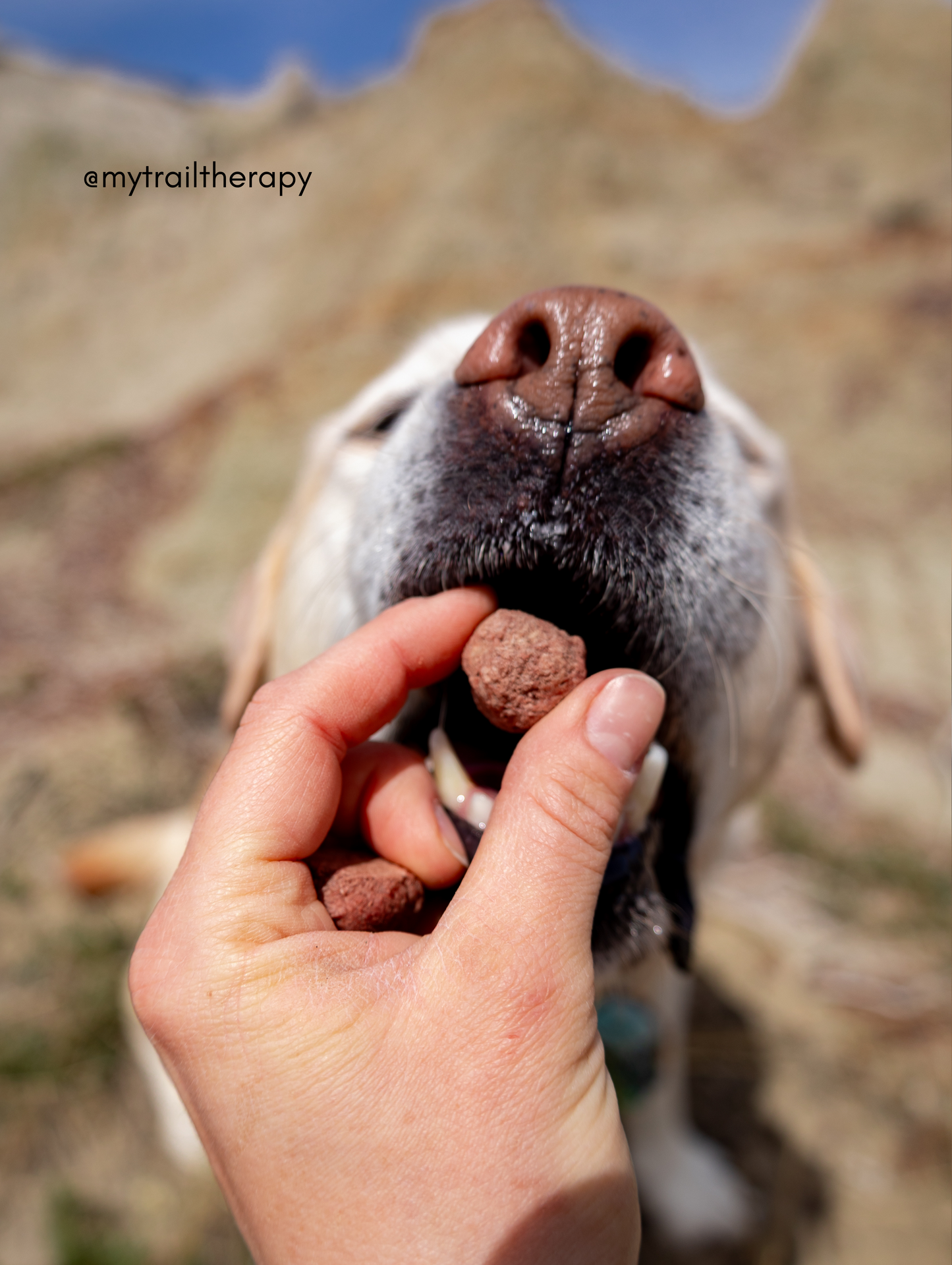 Freeze Dried Elk Balls