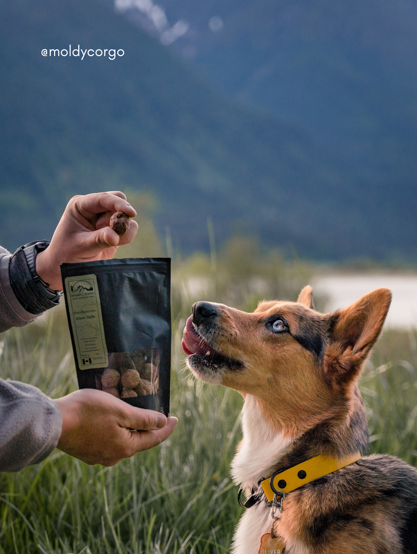 Freeze Dried Bison Bars