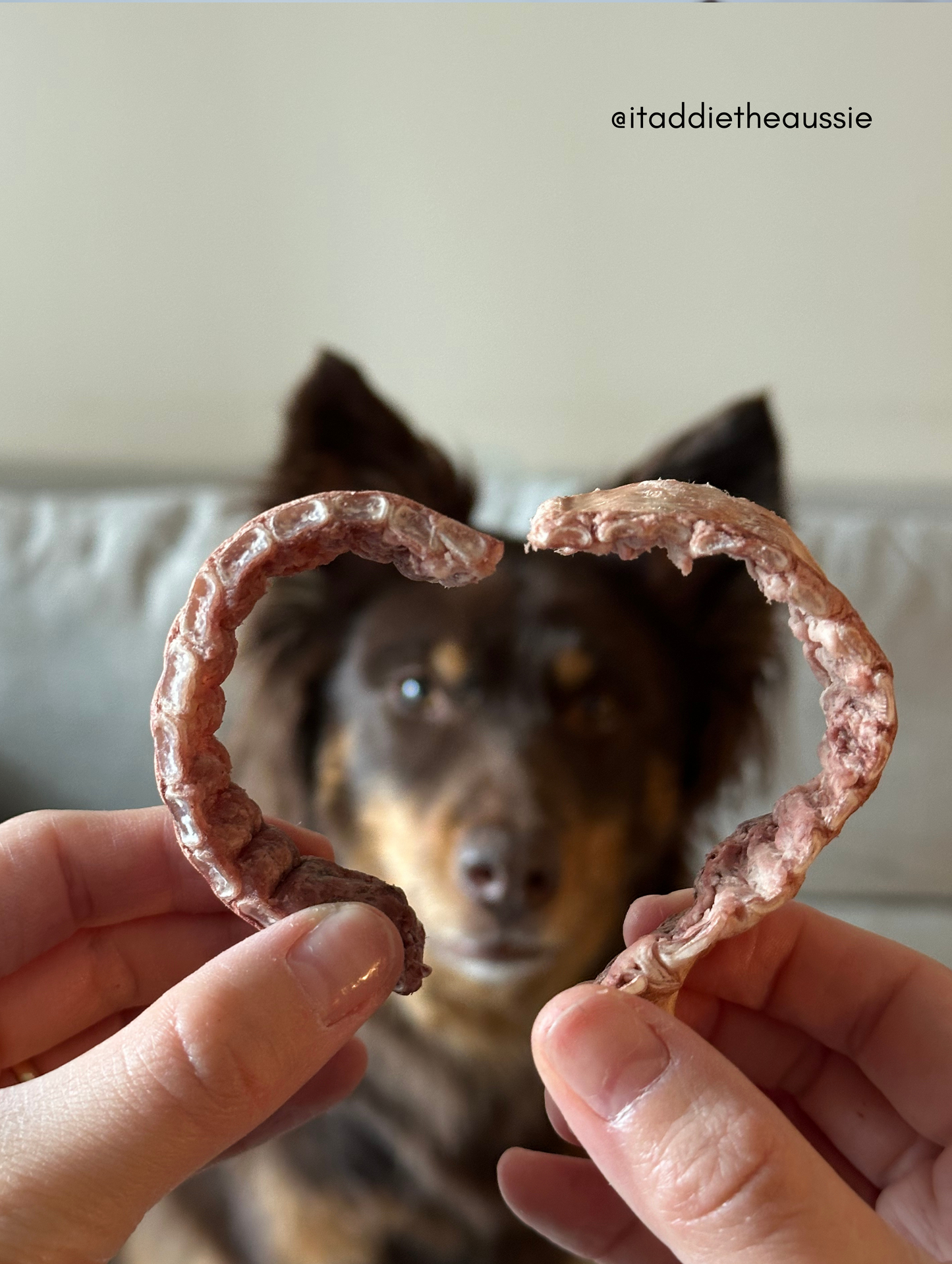 Freeze Dried Bison Trachea