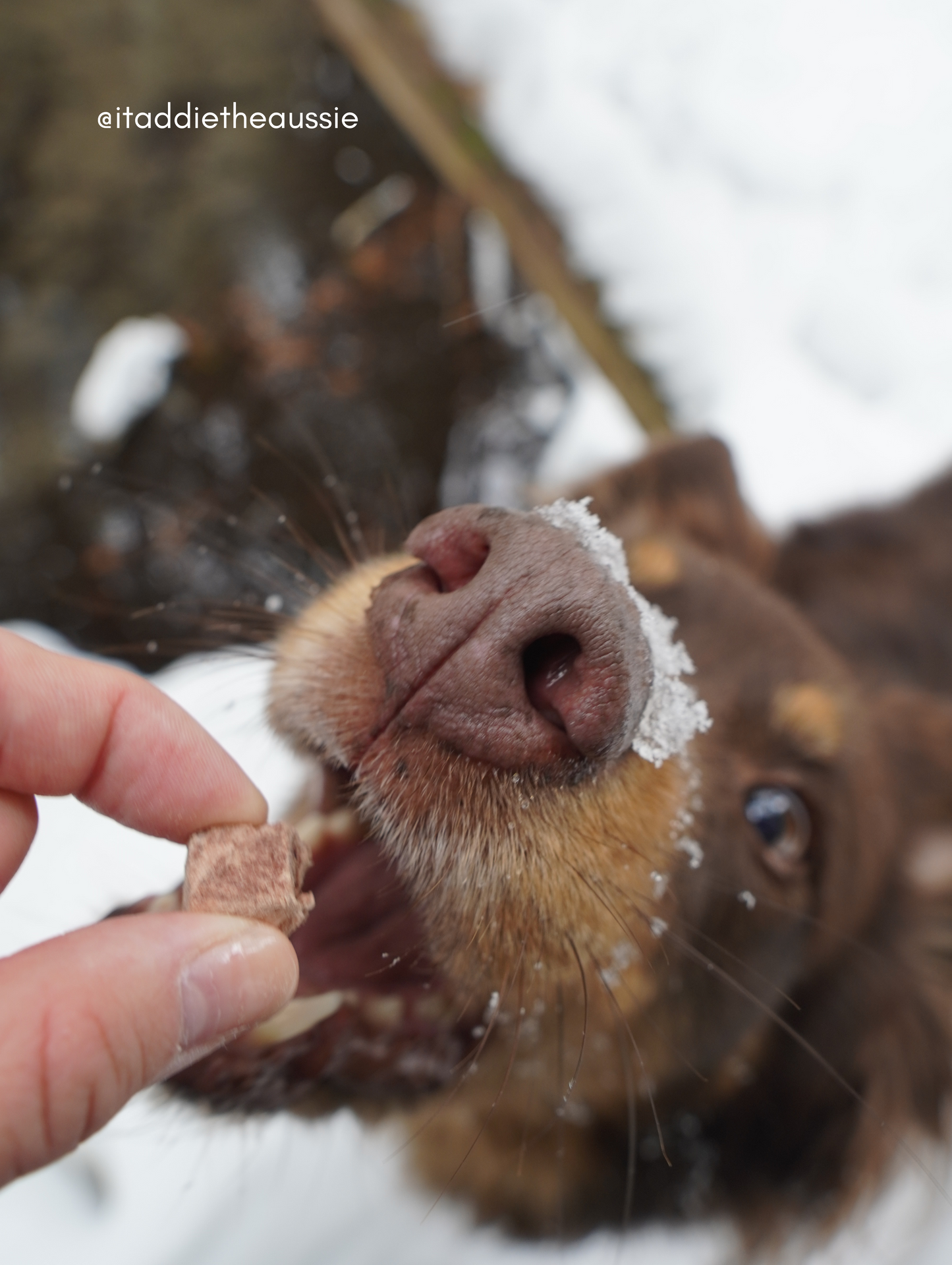 Freeze Dried Bison Medley