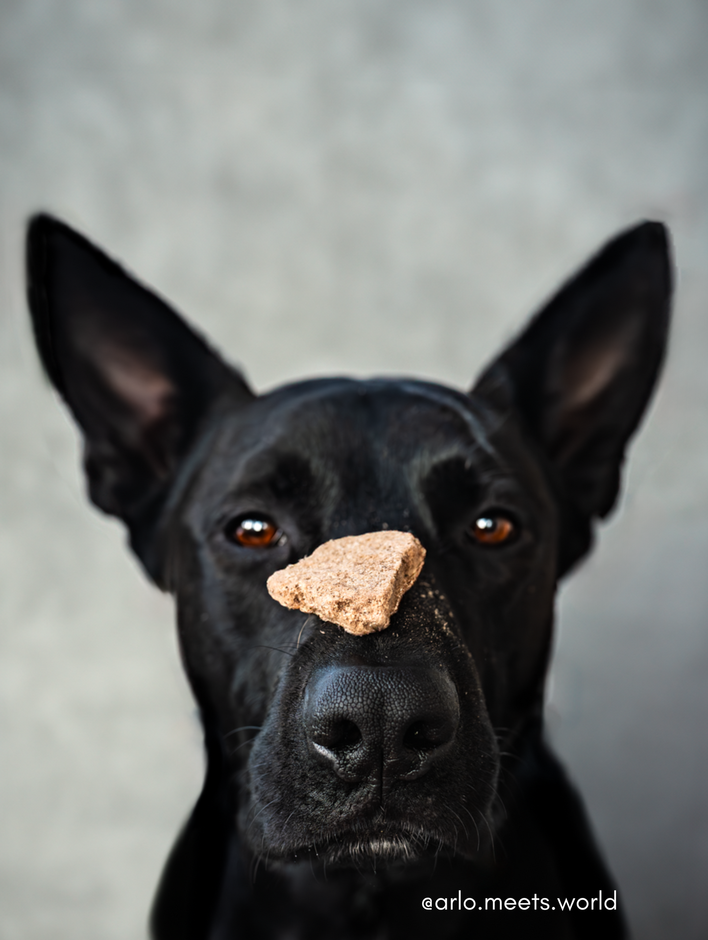 Freeze Dried Elk Bone Broth