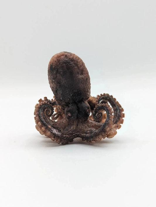 Freeze Dried Whole Octopus