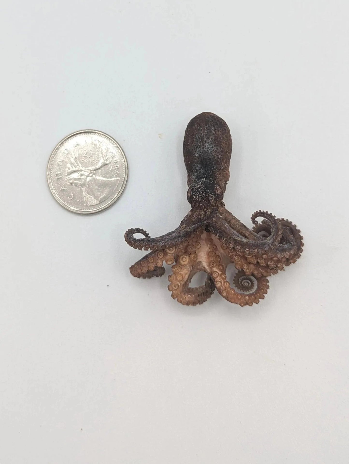 Freeze Dried Whole Octopus