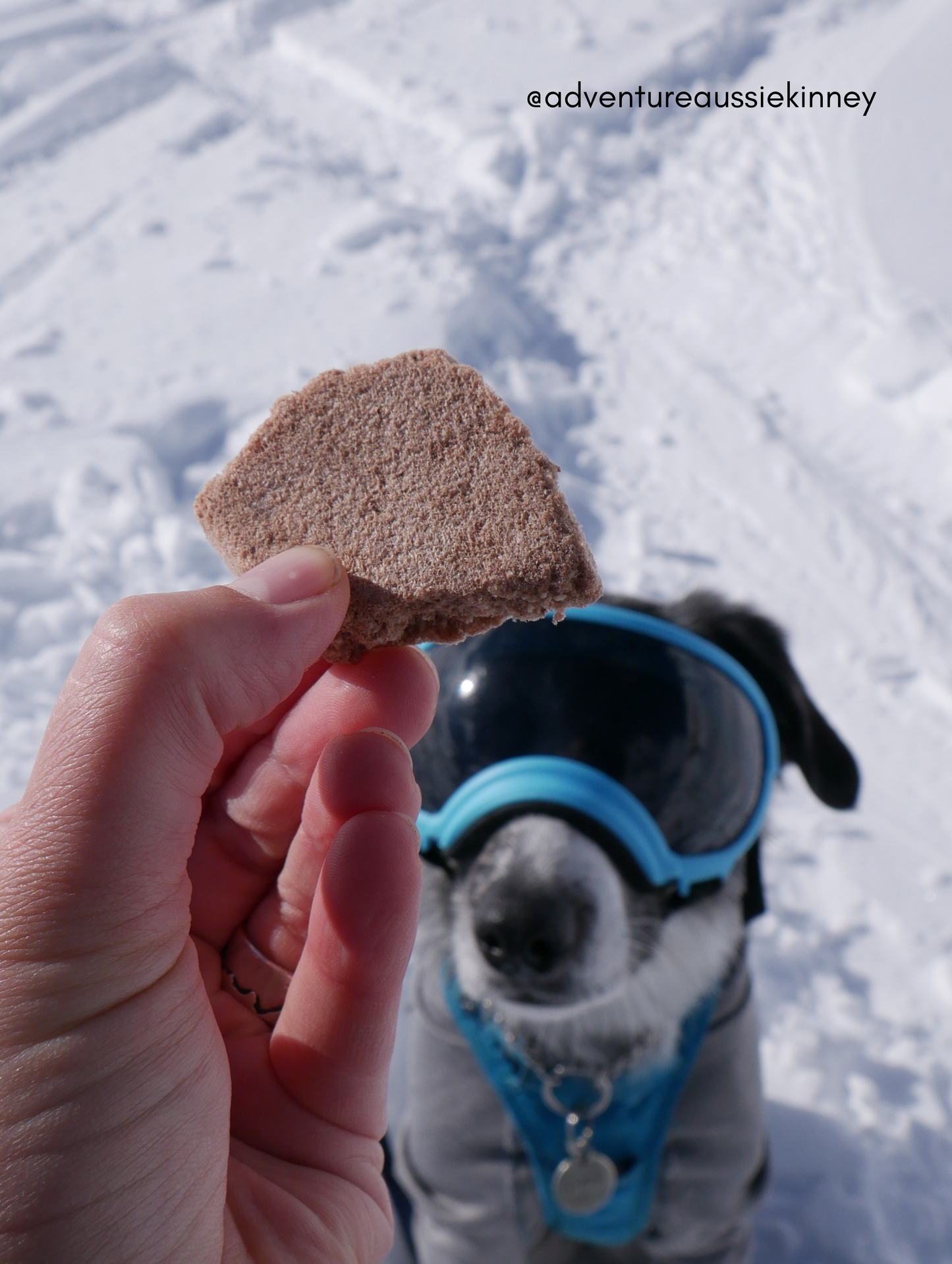 Freeze Dried Elk Bone Broth