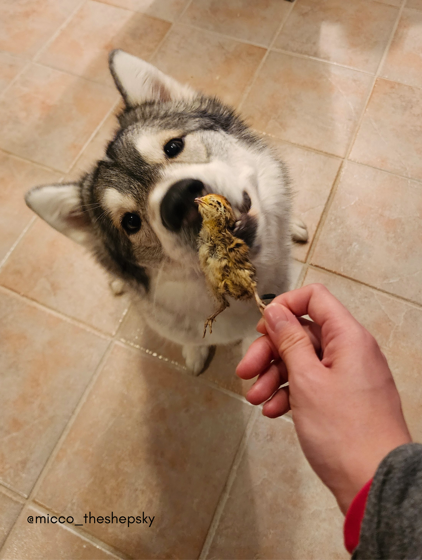 Freeze Dried Quail Chicks