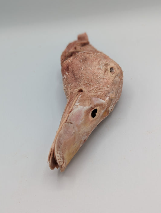 Têtes de canard lyophilisées