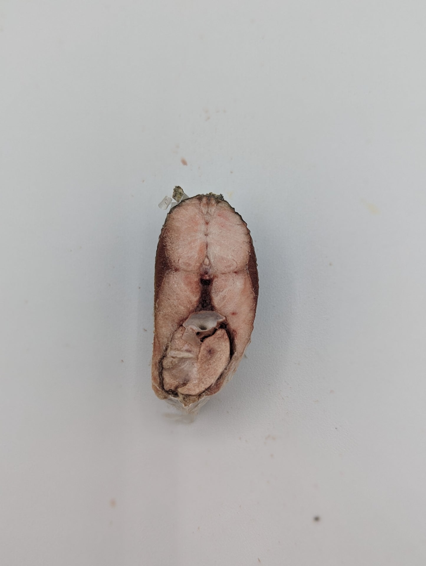 Hareng lyophilisé