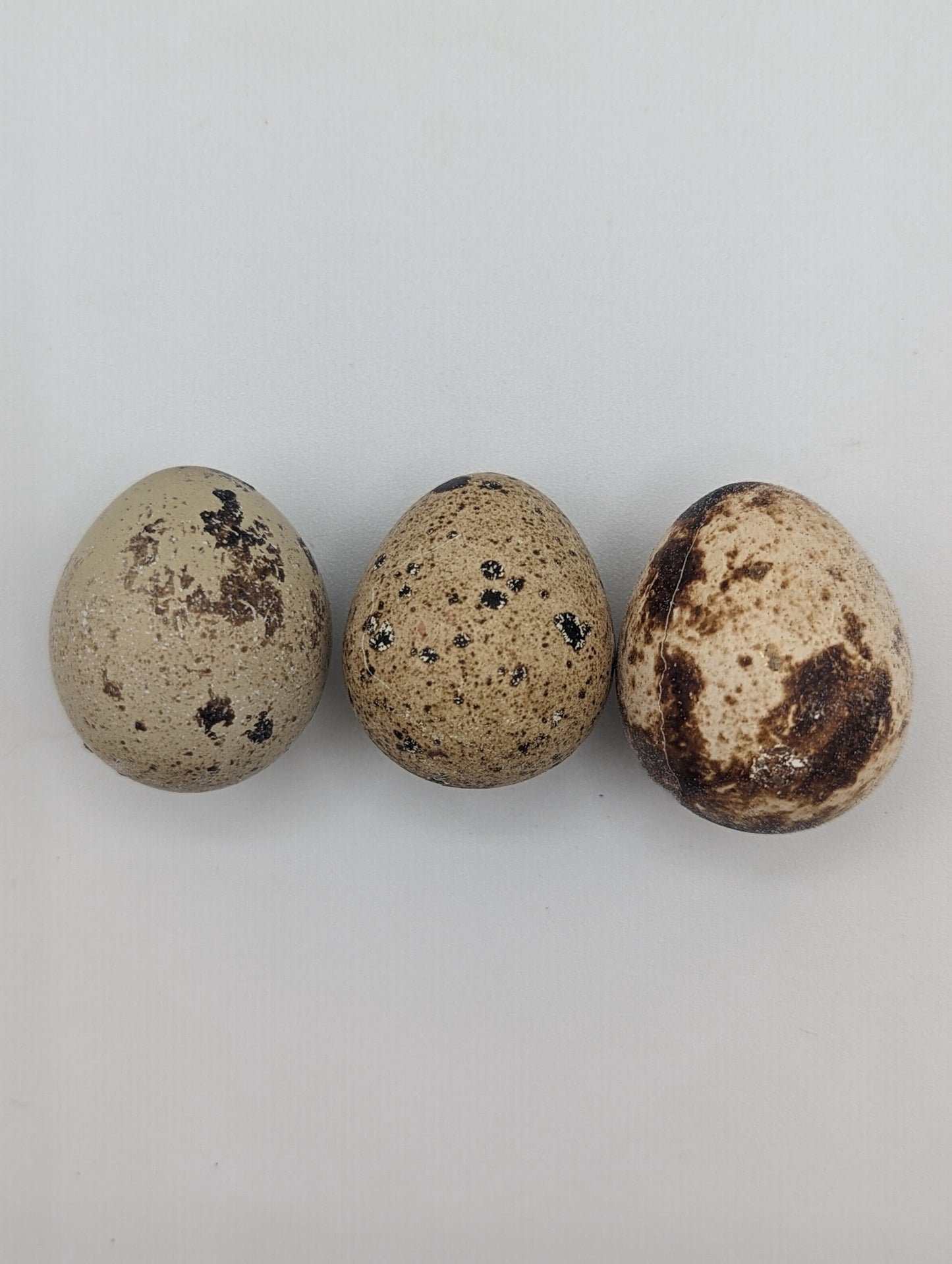 Freeze Dried Quail Eggs