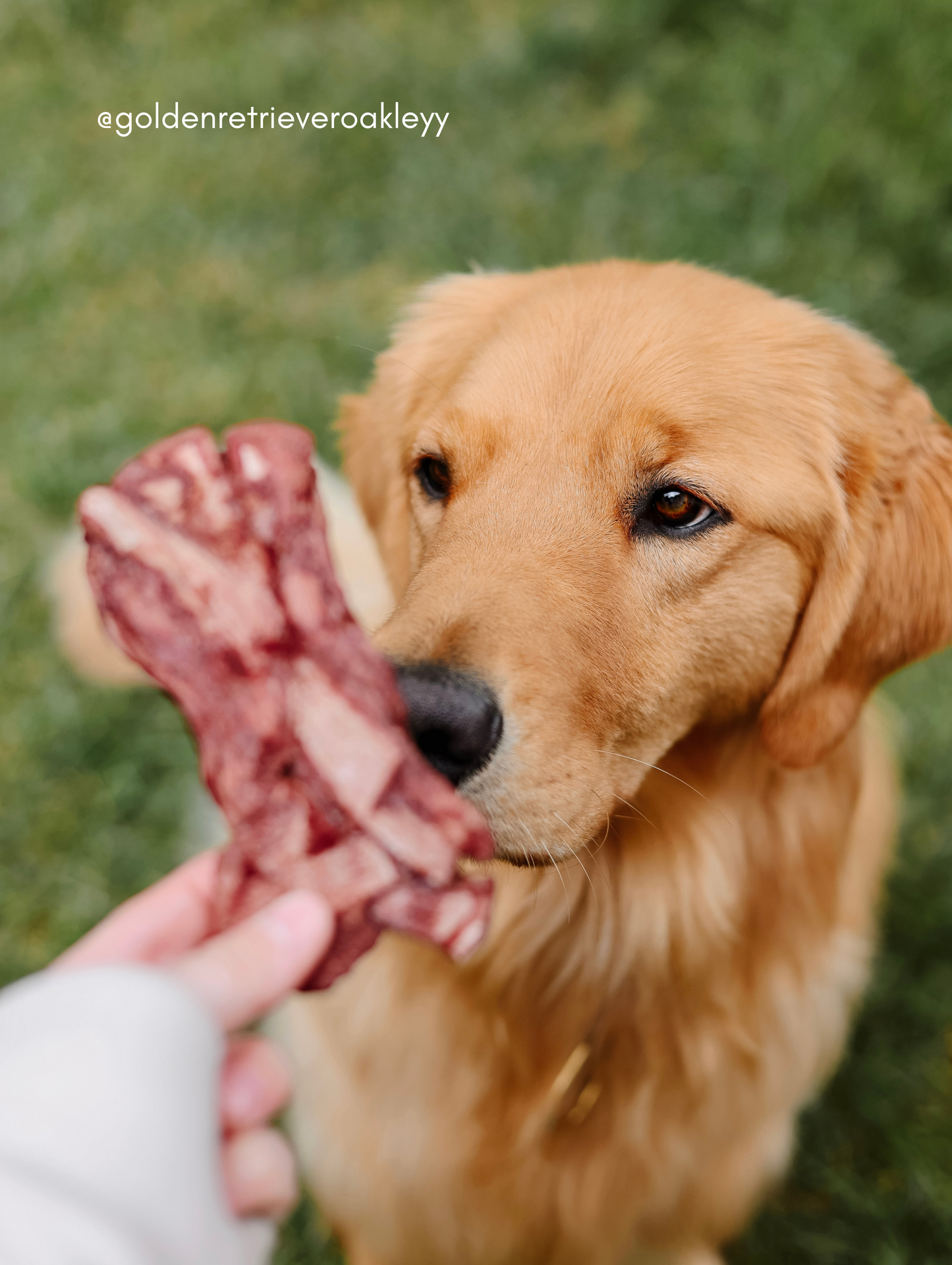 Freeze Dried Bison Tendons