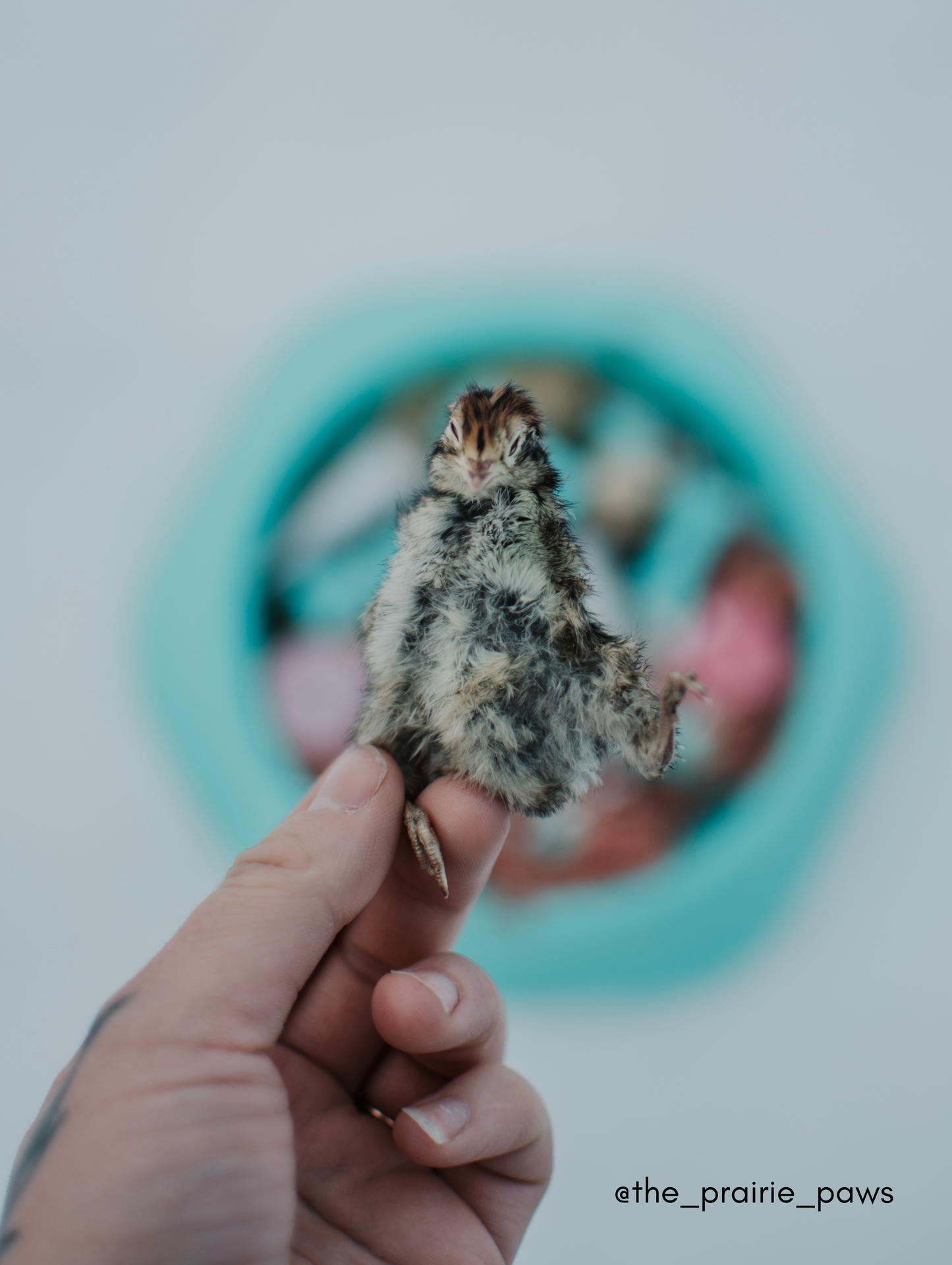 Freeze Dried Quail Chicks