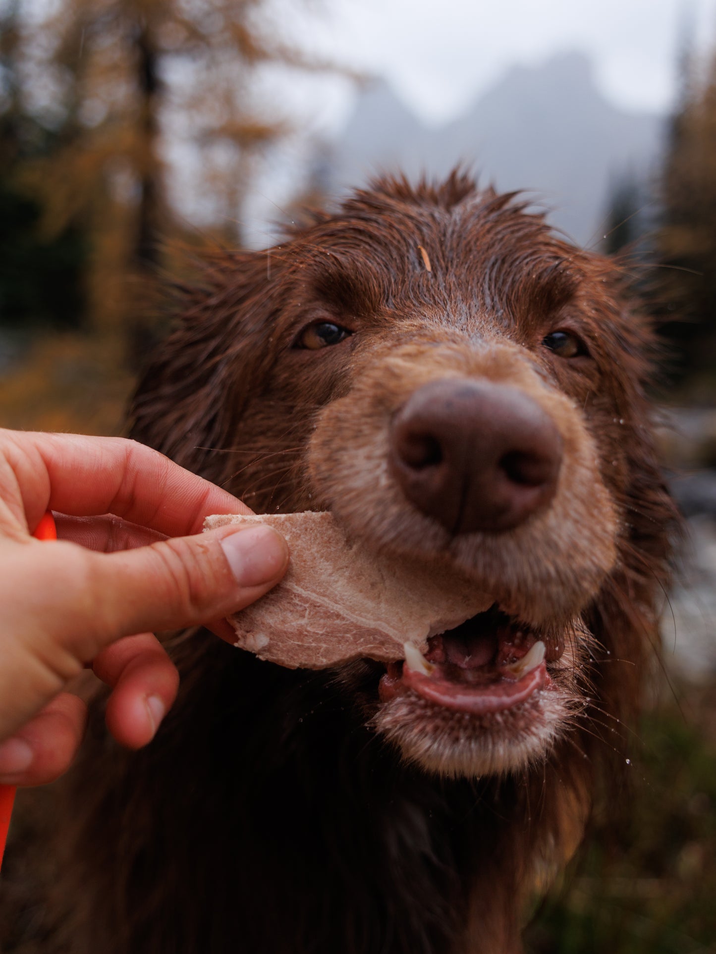 Freeze Dried Pork Meat Strips