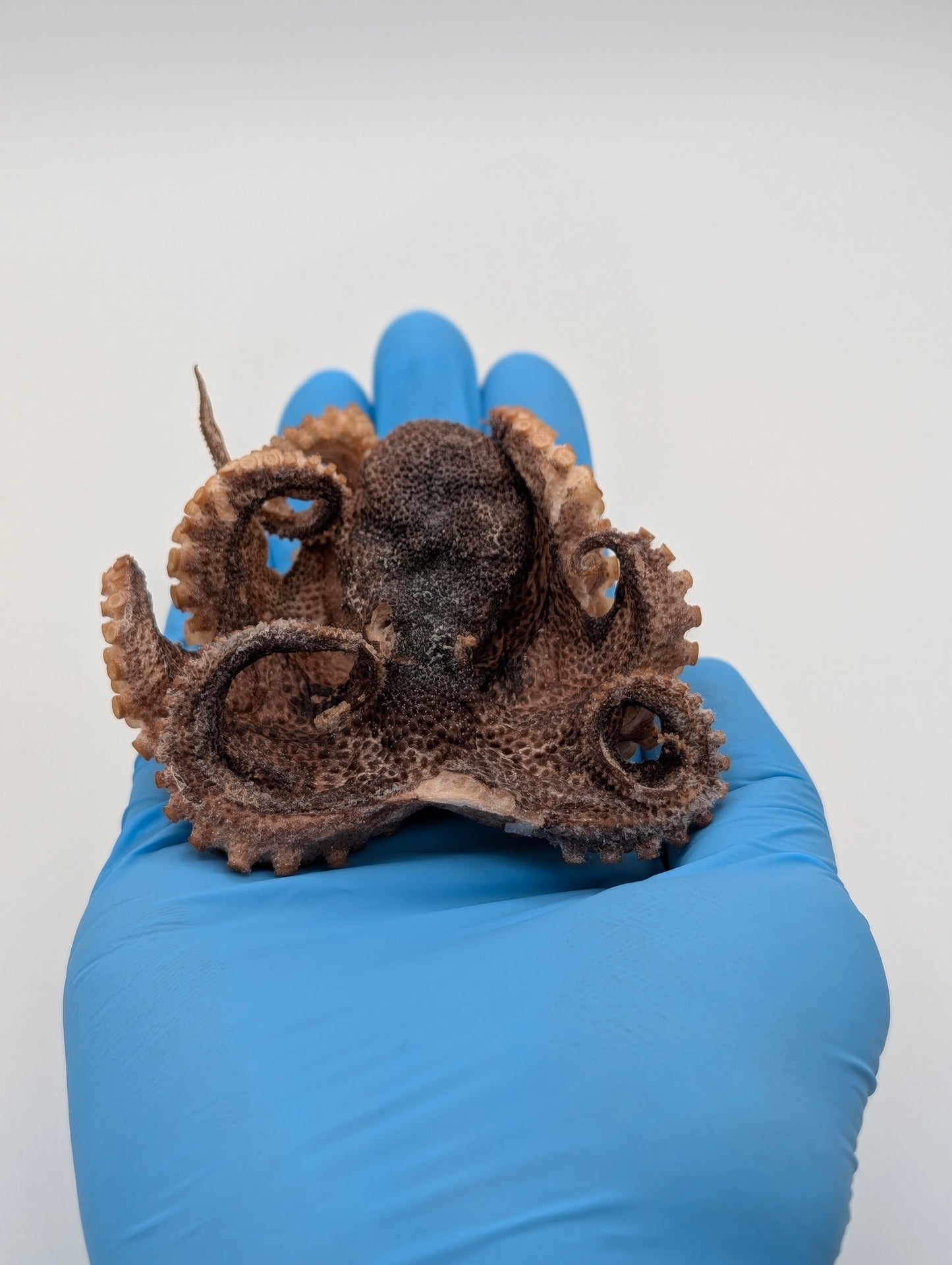 Freeze Dried Whole Octopus