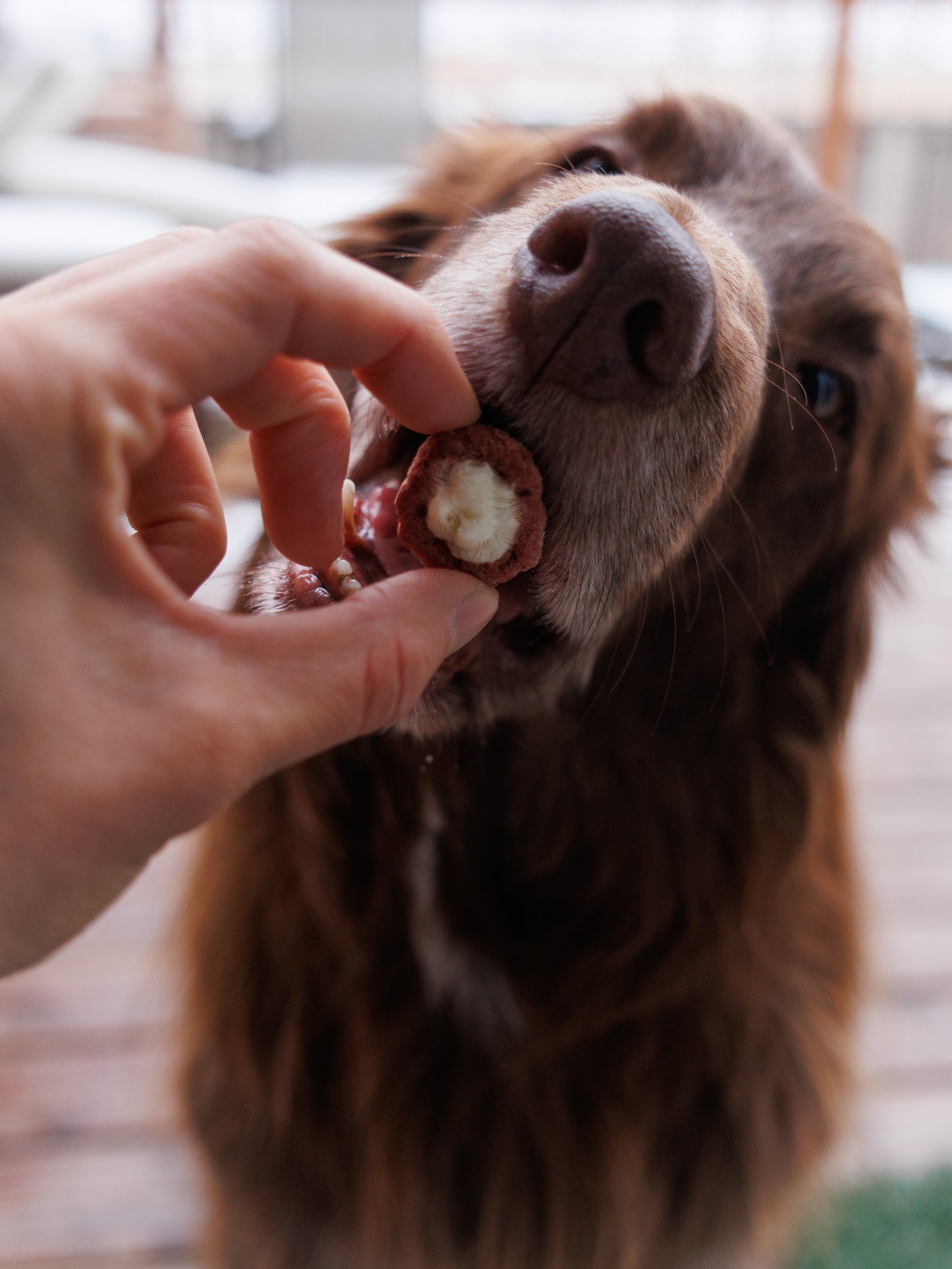 Freeze Dried Eggnog Pupcups
