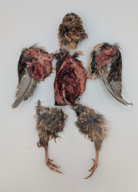 Freeze Dried Adult Quail
