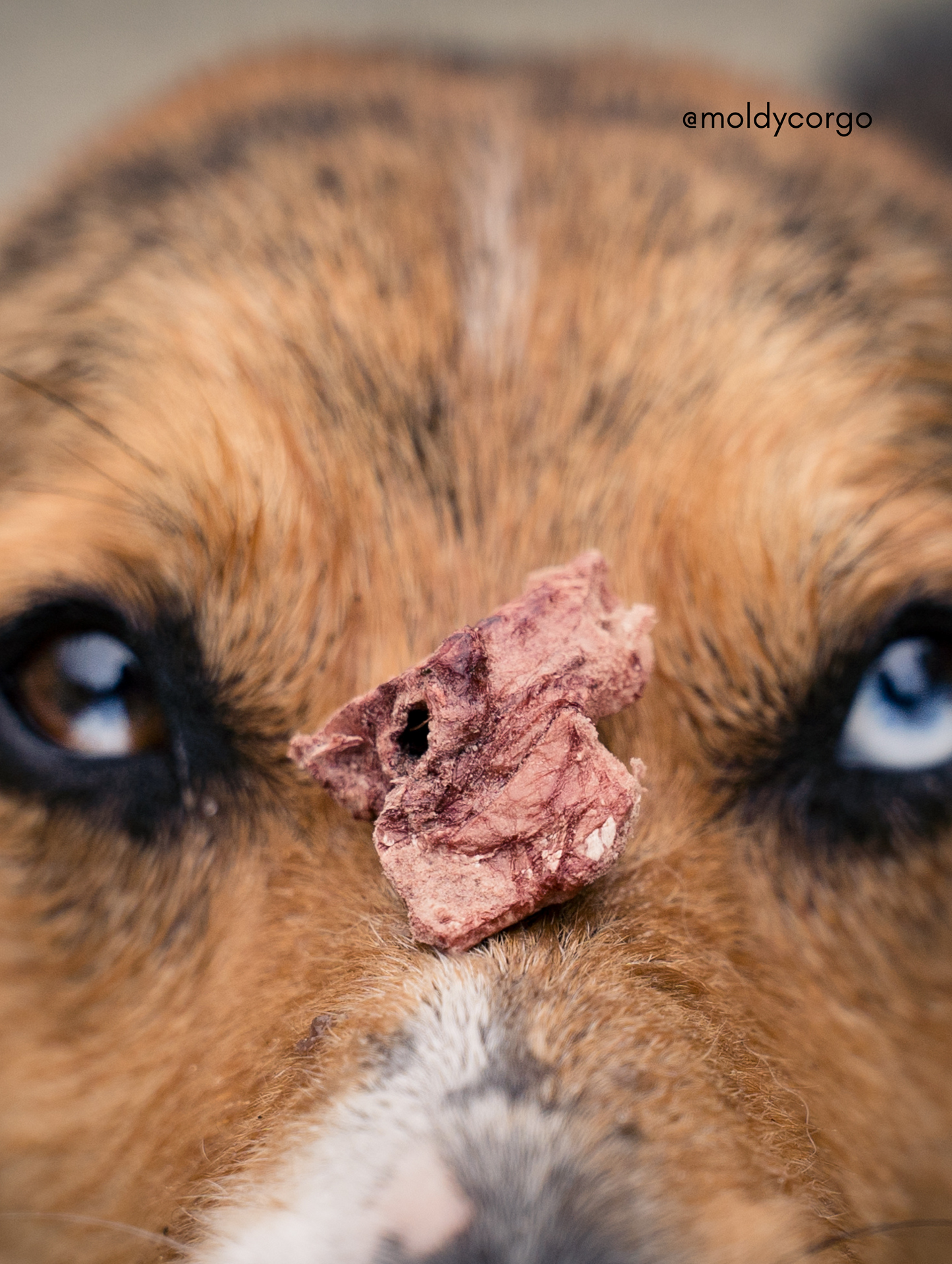 Freeze Dried Bison Lung