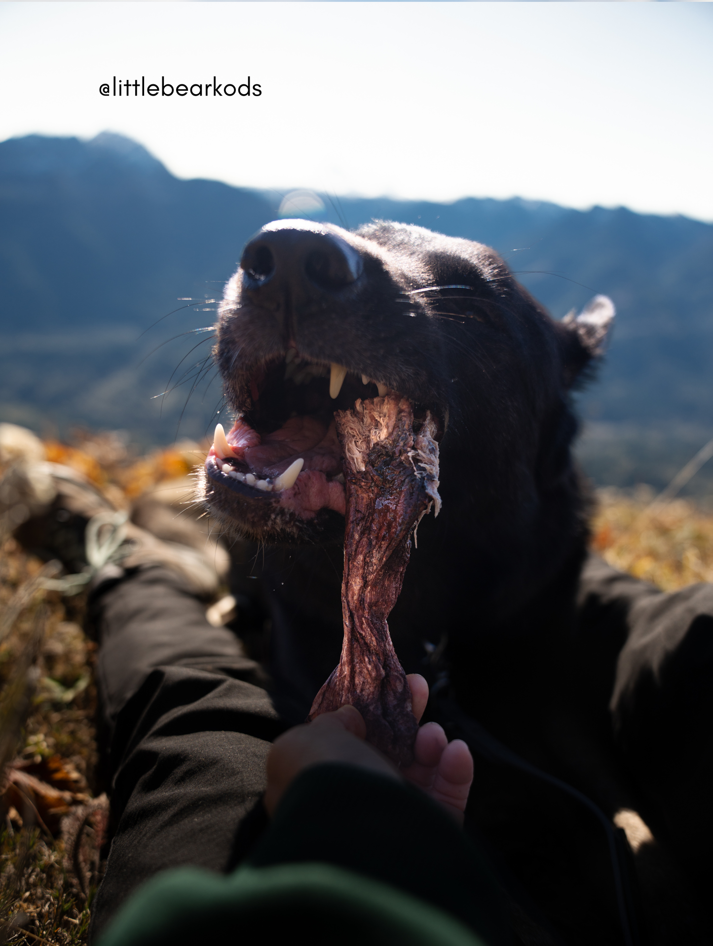 Freeze Dried Bison Tendons