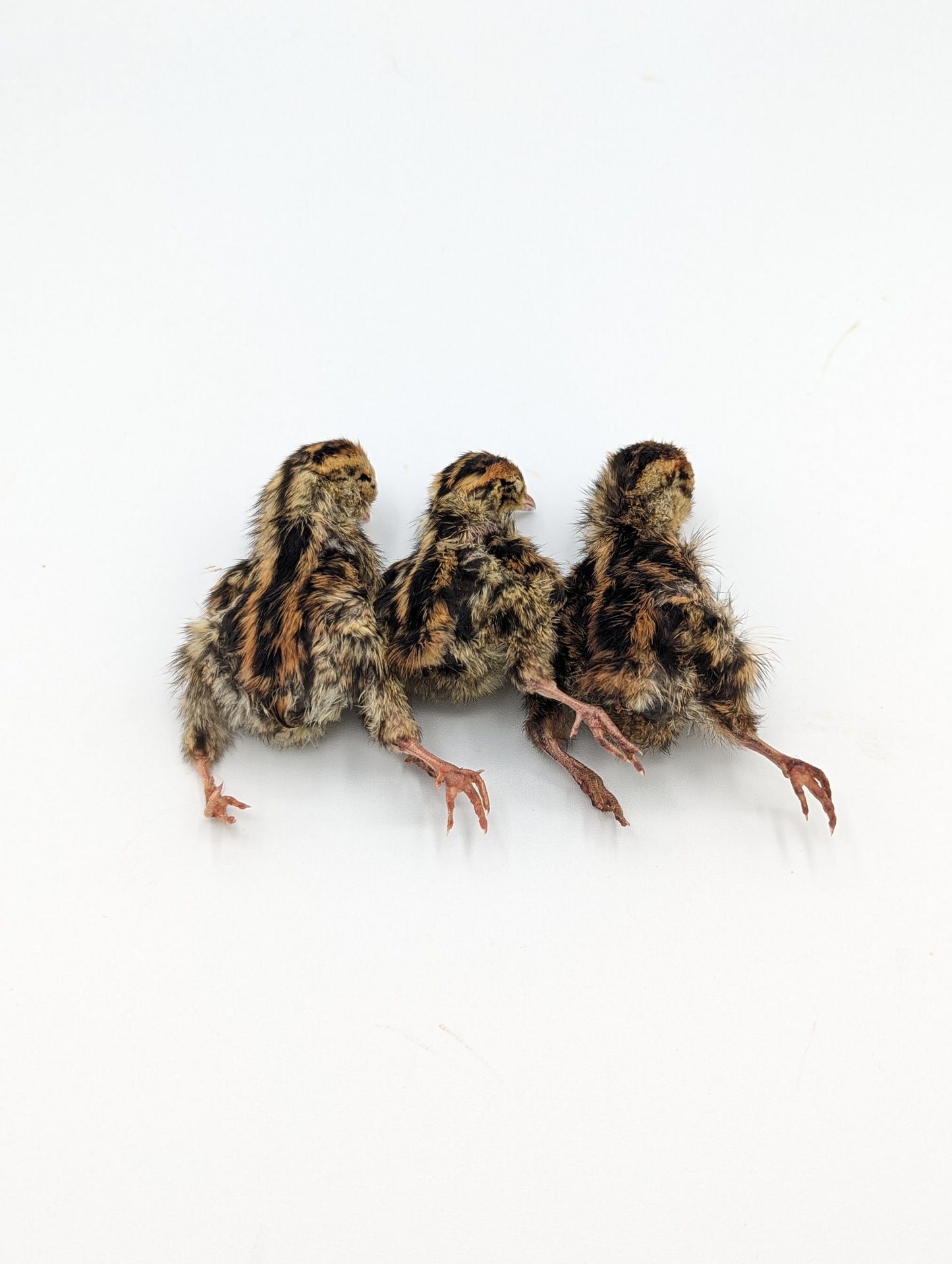 Freeze Dried Quail Chicks