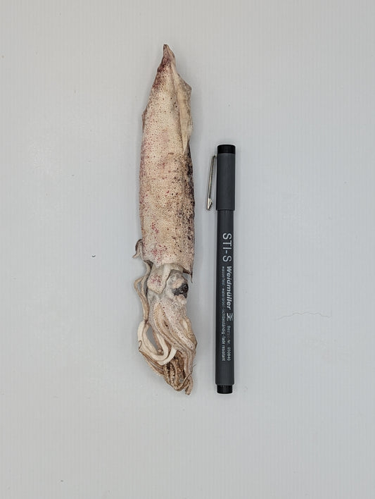 Freeze Dried Whole Squid
