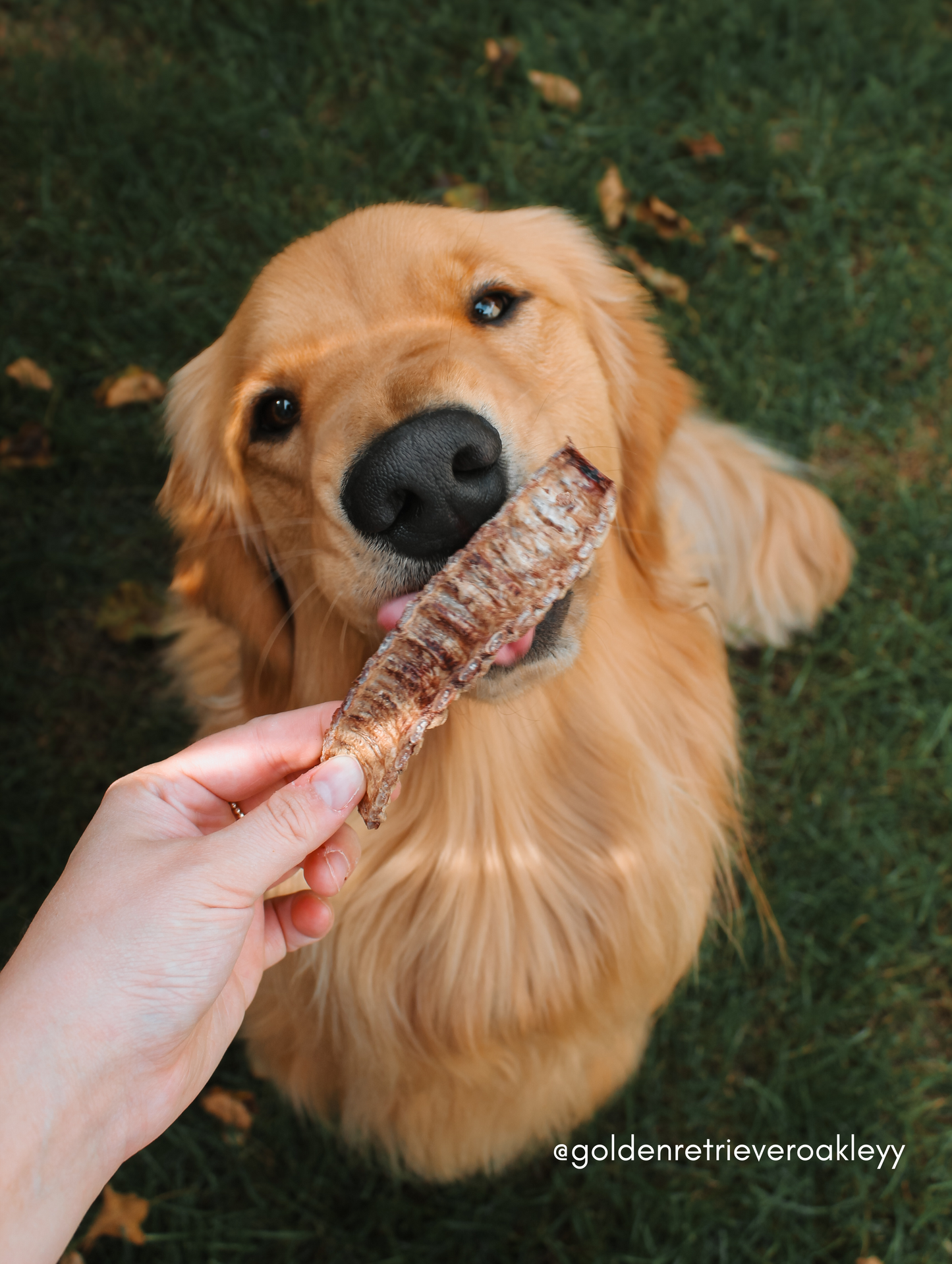 Freeze Dried Elk Trachea