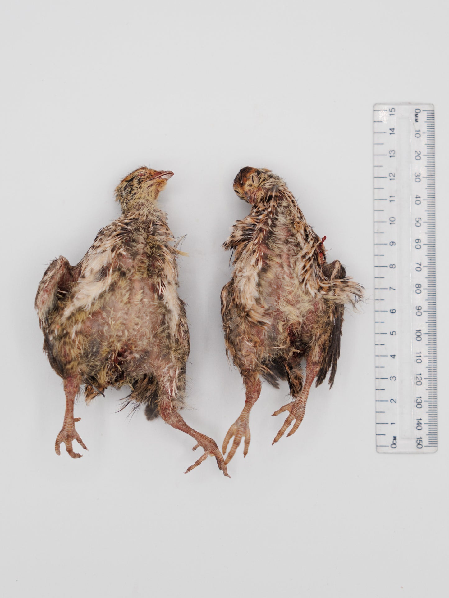 Envols de cailles lyophilisés