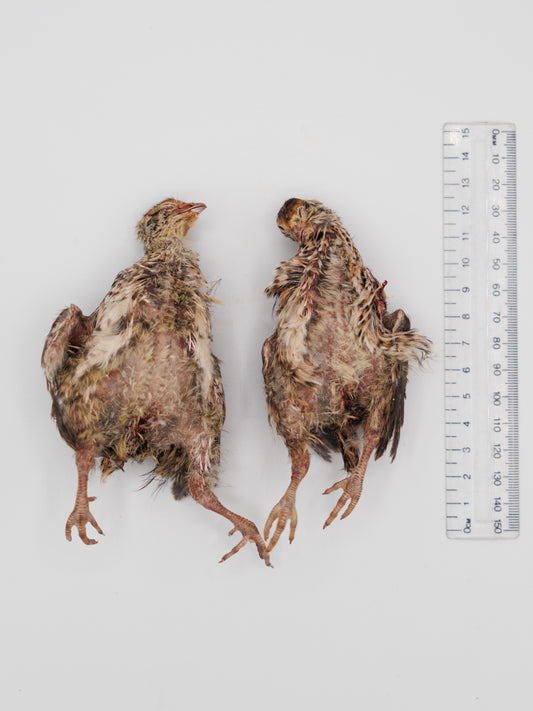 Envols de cailles lyophilisés