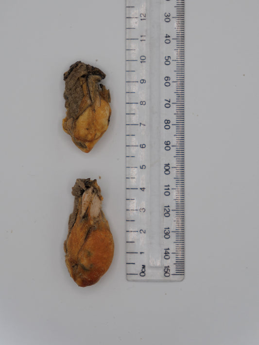 Freeze Dried Oysters
