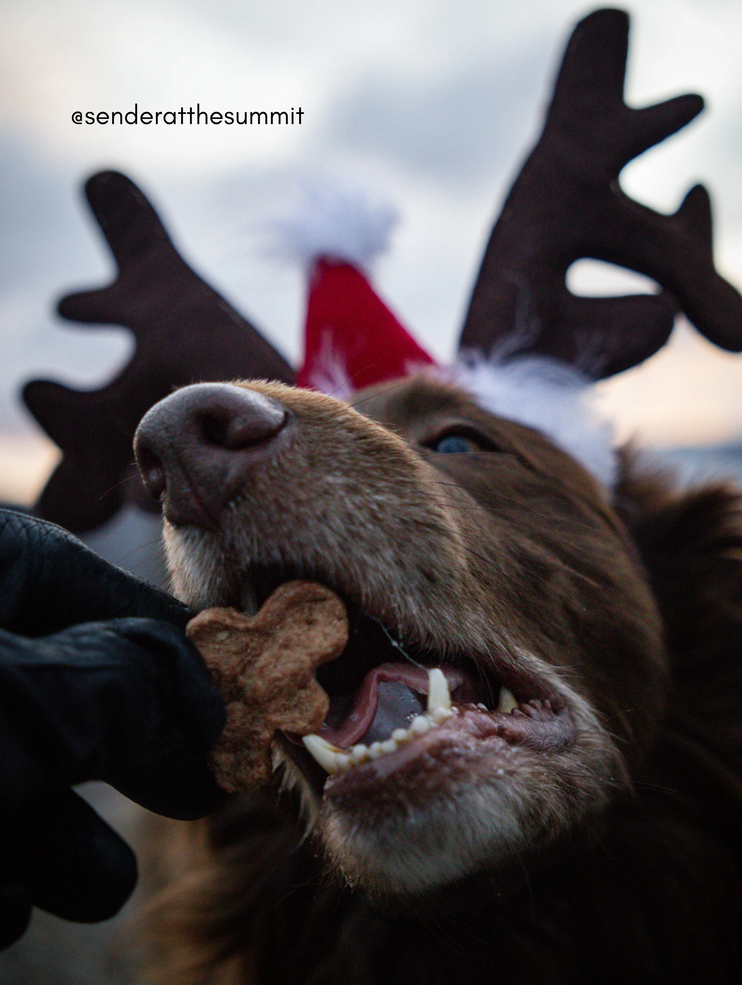 Biscuits au fromage aux baies d'élan lyophilisés